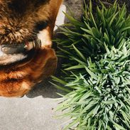 A dog sniffing the ground next to a grassy bush.