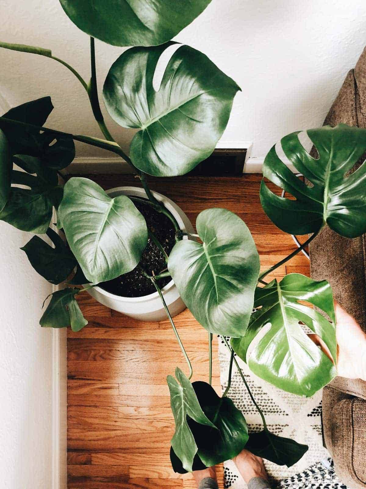 An indoor plant growing to the ceiling.